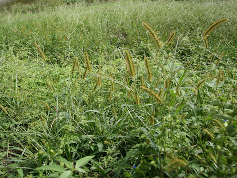 Setaria glauca