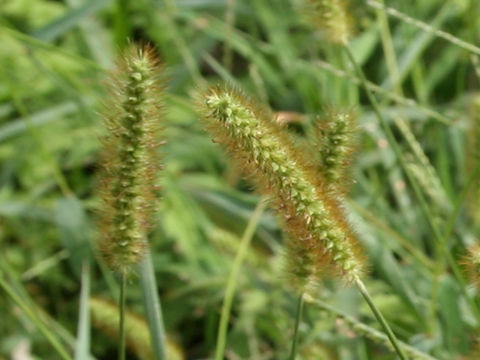 Setaria glauca