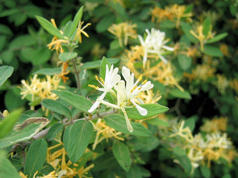 Lonicera morrowii