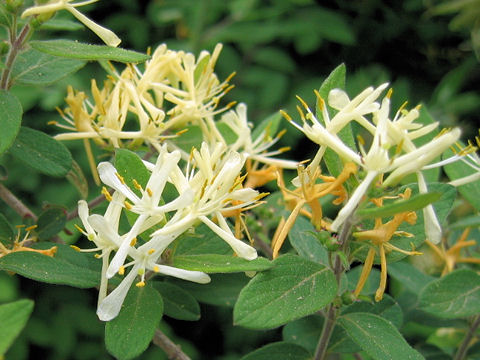 Lonicera morrowii