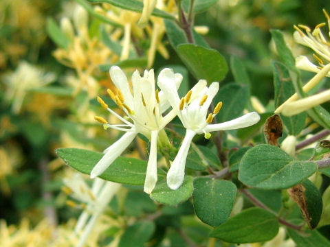 Lonicera morrowii