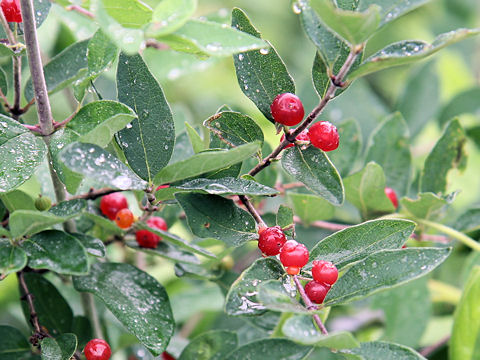 Lonicera morrowii