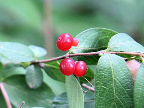 Lonicera morrowii