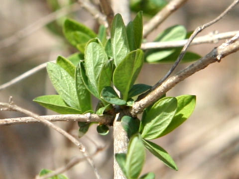 Lonicera morrowii