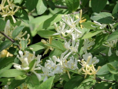 Lonicera morrowii