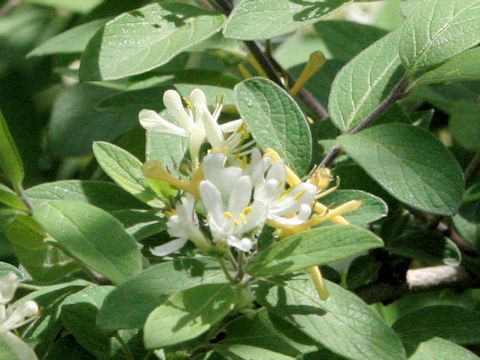 Lonicera morrowii