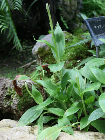 Goodyera procera