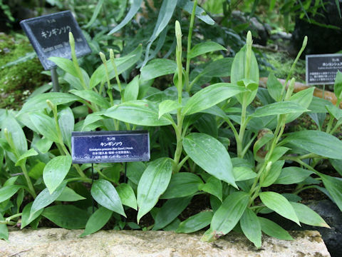 Goodyera procera