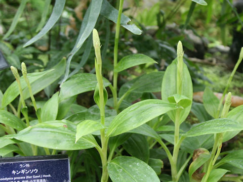 Goodyera procera