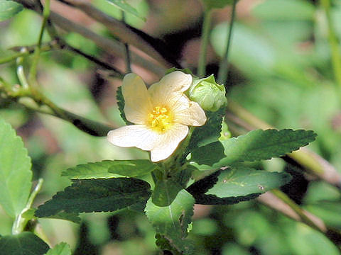 Sida rhombifolia