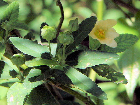 Sida rhombifolia