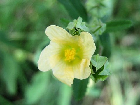 Sida rhombifolia