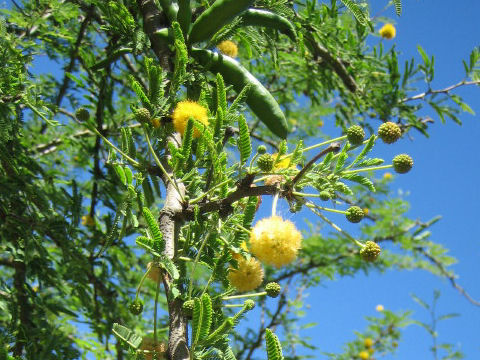 Acacia farnesiana