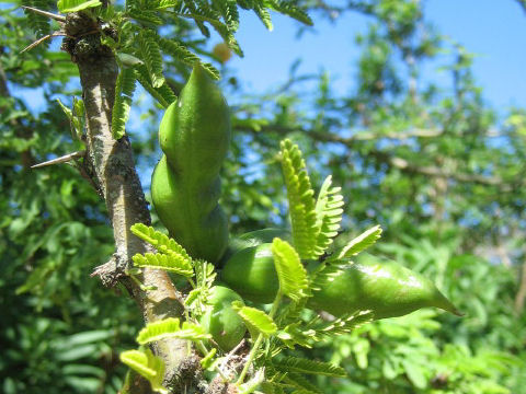 Acacia farnesiana