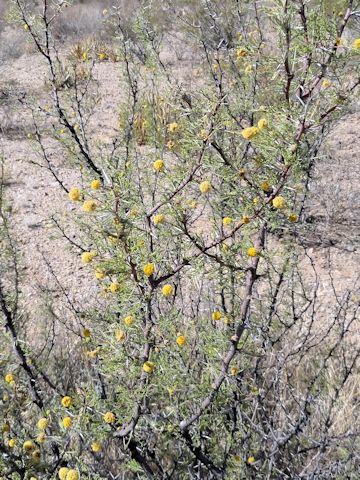 Acacia farnesiana