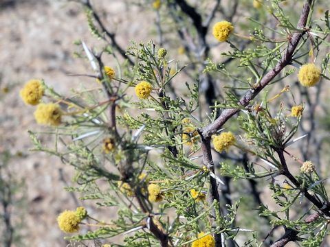 Acacia farnesiana