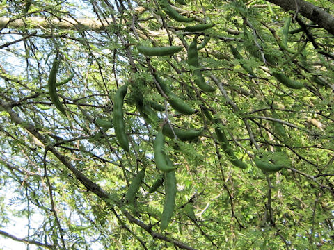 Acacia farnesiana