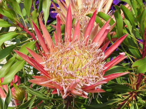 Protea cynaroides