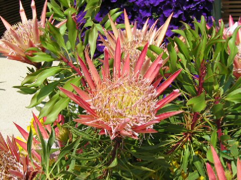 Protea cynaroides