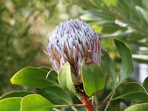 Protea cynaroides cv. Summer