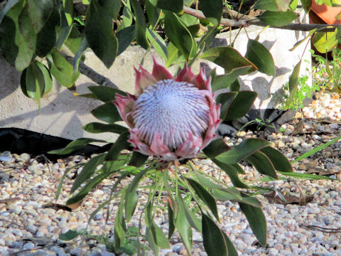 Protea cynaroides