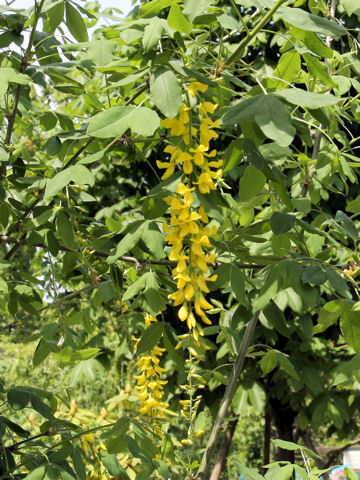 Laburnum anagyroides