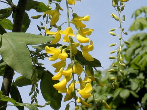 Laburnum anagyroides