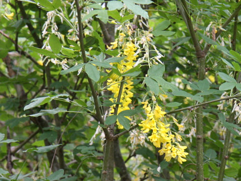 Laburnum anagyroides