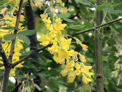 Laburnum anagyroides