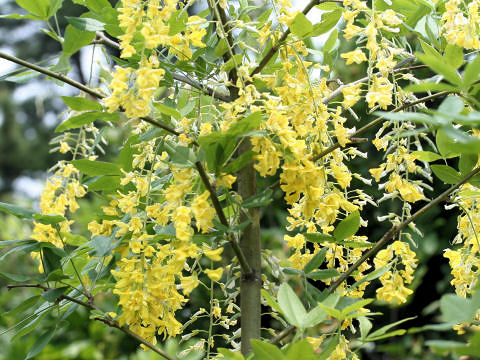 Laburnum anagyroides