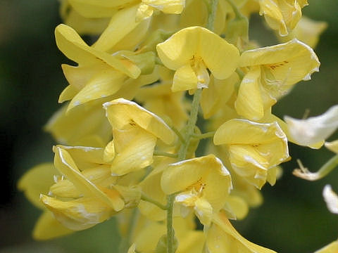 Laburnum anagyroides