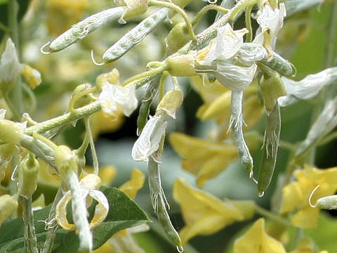 Laburnum anagyroides