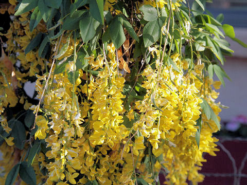 Laburnum anagyroides