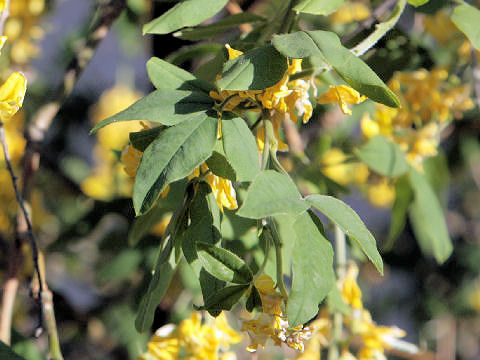 Laburnum anagyroides