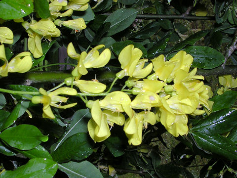 Laburnum anagyroides