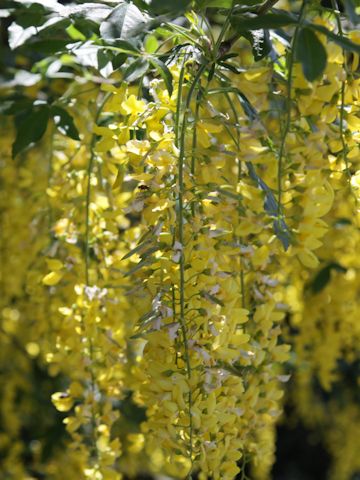 Laburnum anagyroides