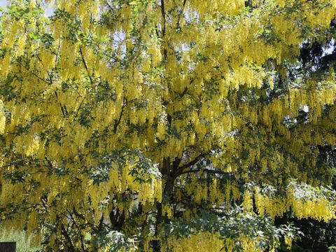 Laburnum anagyroides