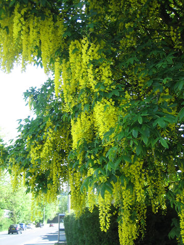 Laburnum anagyroides