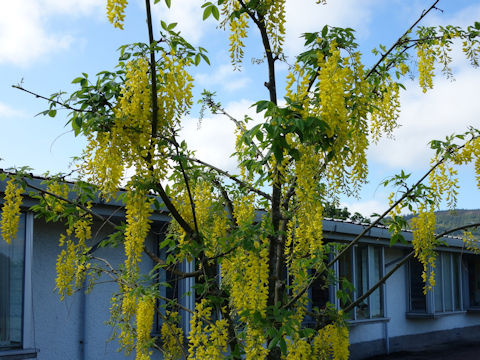 Laburnum anagyroides