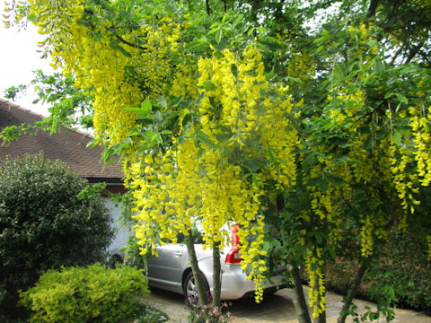 Laburnum anagyroides