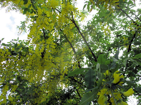 Laburnum anagyroides