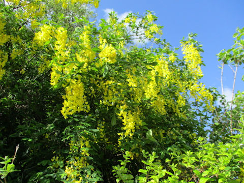 Laburnum anagyroides