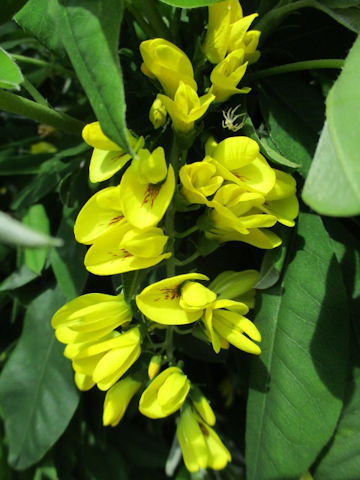 Laburnum anagyroides