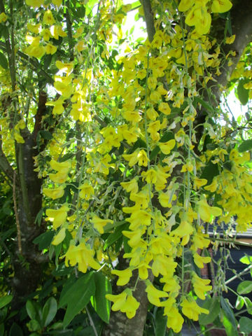 Laburnum anagyroides