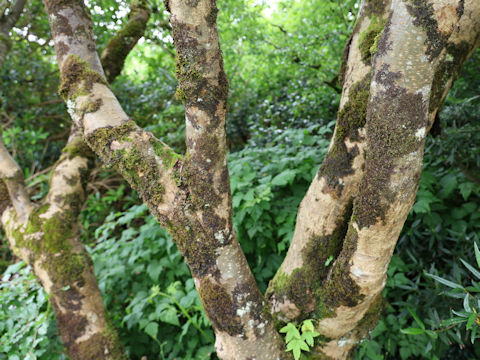 Laburnum anagyroides