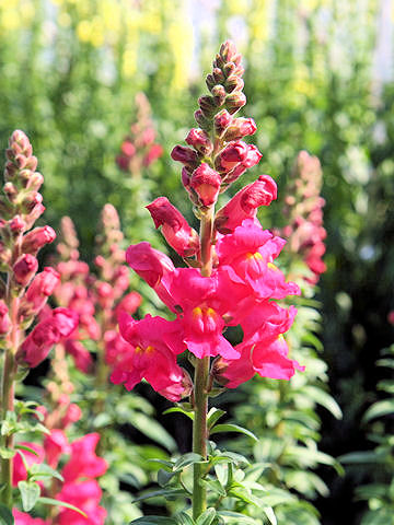 Antirrhinum majus