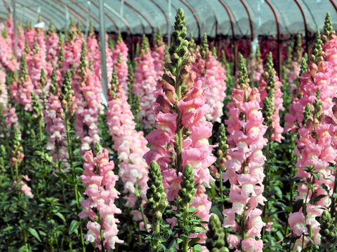 Antirrhinum majus