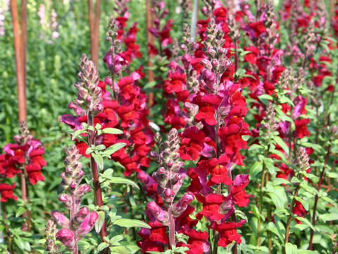 Antirrhinum majus