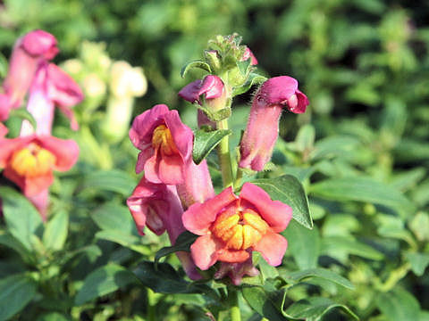 Antirrhinum majus cv. Demekin