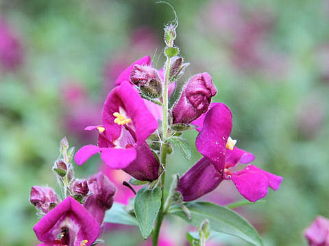 Antirrhinum majus cv. Purple Kiss